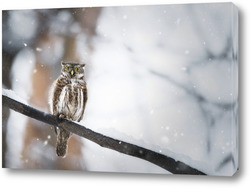   Постер Owl in winter forest on stump. Pygmy small bird via snowfall. Small owl in natural habitat. Glaucidium passerinum