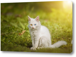    Маленький белый котенок британской кошки сидит на траве