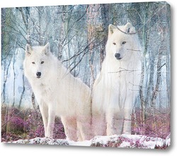    Белоснежные волки