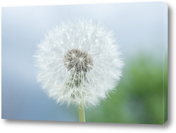   Постер Dandelion seed pod in a beautiful background	