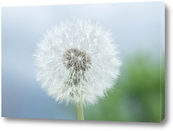  Dandelion seed pod in a beautiful background