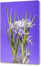    Куст крокуса весеннего (шафрана) на фиолетовом фоне