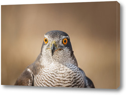   Постер Northern Goshawk (Accipiter gentilis) - adult