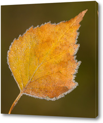   Осенний лист дерева в ледяной изорози