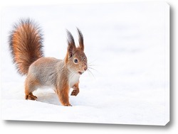  Red squirrel sitting on a tree branch in winter forest and nibbling seeds on snow covered trees background.