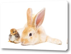   Постер Кролик и цыплёнок