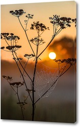    Паутина на стебле растения на фоне заходящего солнца