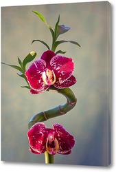  Орхидея