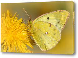    Бабочка на цветке одуванчика