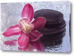    Цветок орхидеи на мокром стекле