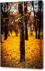  Ягоды рябины на фоне жёлтых листьев