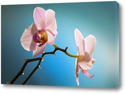   орхидеи