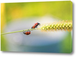  House fly, Fly, House fly on leaf.	