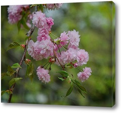   Постер Сакура цветёт