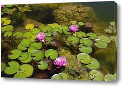   Постер Розовые кувшинки в пруду