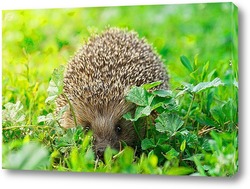  hedgehog on the grass..	