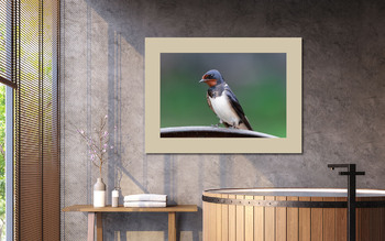 Модульная картина Village swallow on the fence