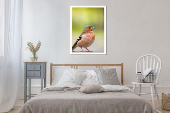 Модульная картина Portrait of a finch on the road