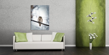 Модульная картина Owl in winter forest on stump. Pygmy small bird via snowfall. Small owl in natural habitat. Glaucidium passerinum