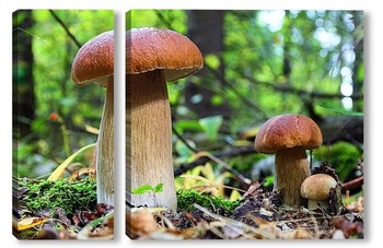  Beautiful birch bolete (birch mushroom, rough boletus or brown-cap fungus) in grass with autumn leaves.