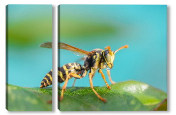 Модульная картина The wasp is sitting on green leaves. The dangerous yellow-and-black striped common Wasp sits on leaves	