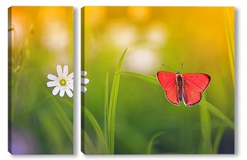  Butterfly on blossom flower in green nature.