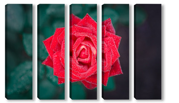  Natural red roses background