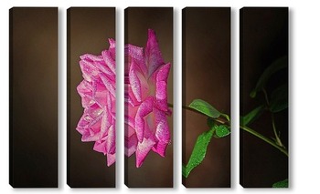 Модульная картина Роза в росе