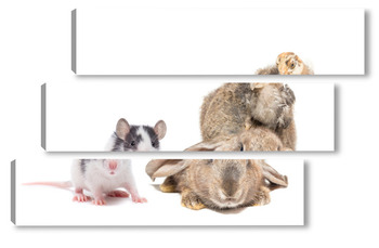  animals on isolated white background