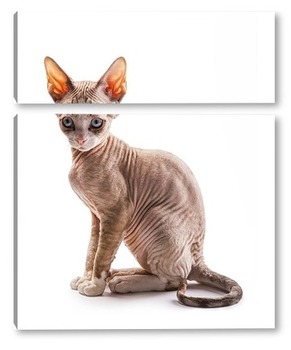 Модульная картина Котёнок породы девон-рекс