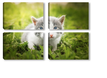 Модульная картина Little Cute grey fluffy kitten outdoors. kitten first steps.