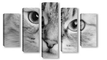 Модульная картина Глаза кошки