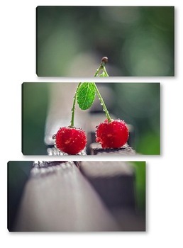  Cherry on a white background