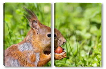 Модульная картина Red squirrel sits in the grass..	