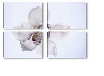 Модульная картина Цветок орхидеи цимбидиум