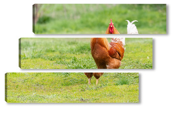  Beautiful Rooster standing on the grass in blurred nature green background.rooster going to crow.