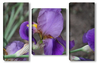 Модульная картина ирис