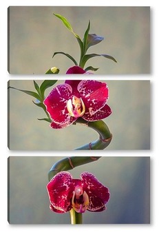 Модульная картина Орхидея  на бамбуке