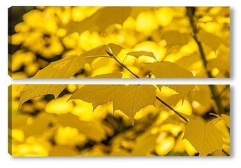 Модульная картина Ветвь клёна с яркими, красочными, жёлтыми листьями