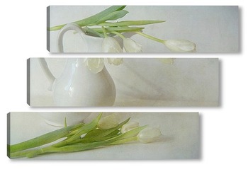  тюльпан на белом фоне