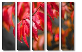 Модульная картина Осенний цвет бересклета