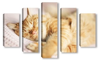 Модульная картина Спящий кот породы Мейн-Кун