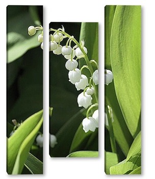  Lily-of-the-valley