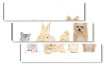 Модульная картина Animals on isolated white background