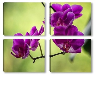  Ветка орхидеи