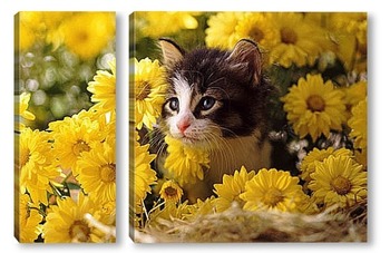  Безумные коты