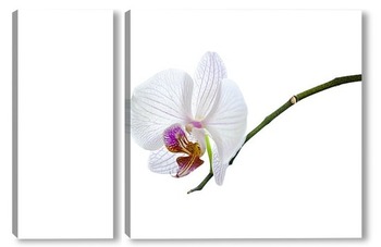 Модульная картина белая орхидея