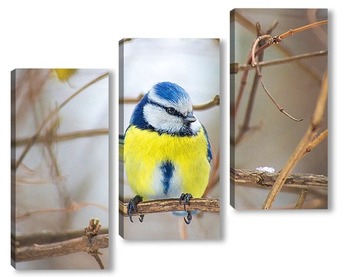  Goldfinch, Carduelis carduelis, perched on wooden perch with blurred natural background