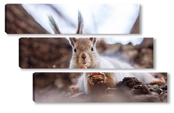  Squirrel in winter sits on a tree