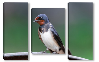 Модульная картина Village swallow on the fence